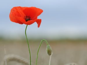 coquelicot-1